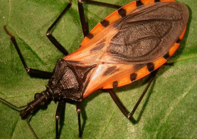 “Tú me dirás: yo, ¿de cuáles soy?”: la práctica clínica del Chagas como riesgo latente